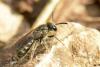 Lasioglossum sp.